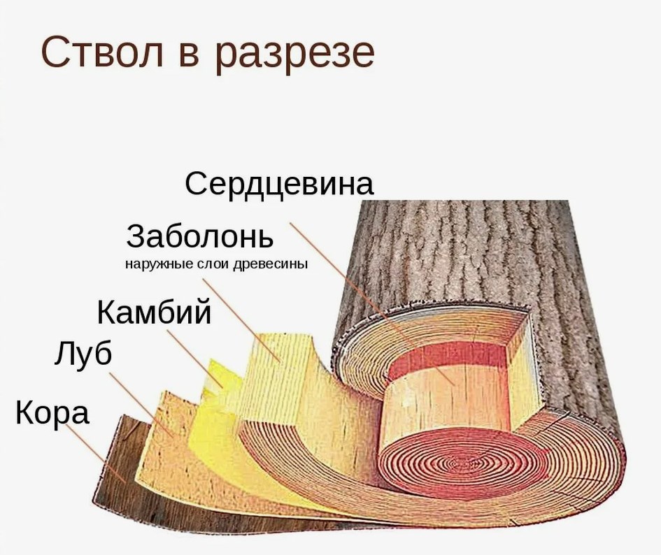 структура ствола древесины